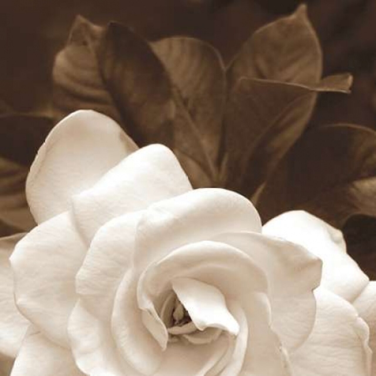 Gardenia Garden Poster Print by Rebecca Swanson - Item # VARPDXS750D
